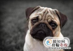 怎样辨别八哥犬