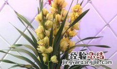 大花惠兰不开花怎么办 大花蕙兰不开花的原因和解决方法