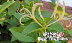 金银花冬天能种植在室内吗 金银花冬天能种植在室内吗