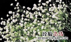 满天星冬天能活吗 满天星冬天可以开花吗