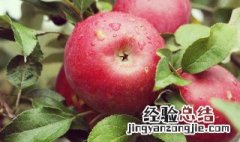 苹果可以放微波炉加热吗 苹果可以放微波炉加热吗?