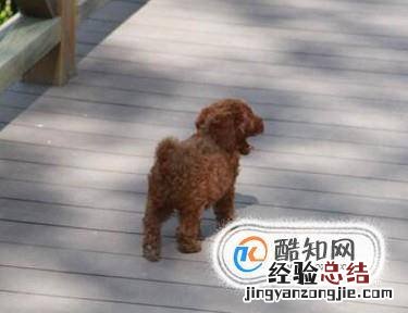 两个月的泰迪怎么养