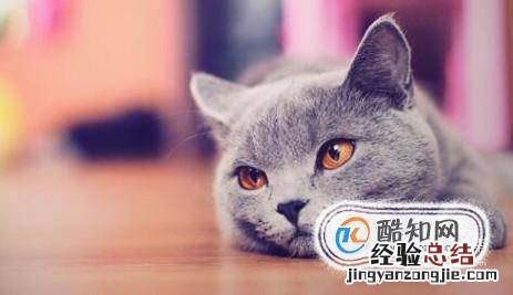 小猫掉毛怎么办