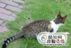 如何抓到一只小野猫