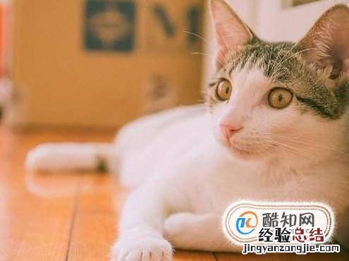 怎样使小猫亲近你