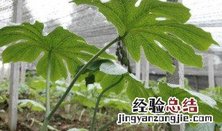 八角莲种植技巧和方法 八角莲种植技巧