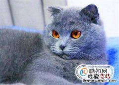 怎么训练猫不咬人