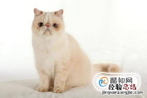 怎样跟小猫相处