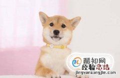 如何养好一只柴犬