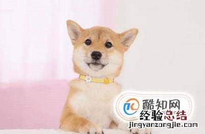 如何养好一只柴犬