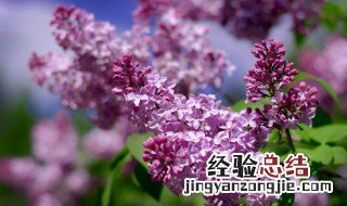 丁香花的特点 了解丁香花吗