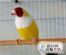 七彩文鸟的养殖方法