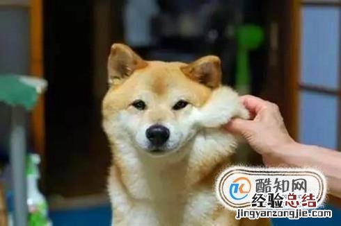 柴犬幼犬怎么看品相