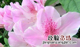 杜鹃花什么颜色 杜鹃花颜色