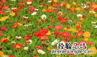 虞美人种子冬天能种吗图片 虞美人种子冬天能种吗