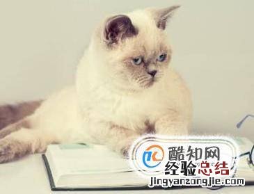 如何识别猫的情绪