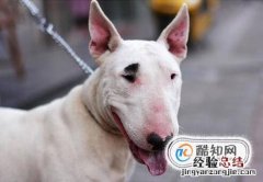 常见的斗牛犬有哪些