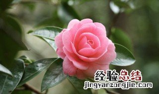 家里养什么花好看哪些花适合在家里养 适合在家里养的花有什么