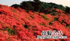 杜鹃花花海在哪里 杜鹃花海在哪里