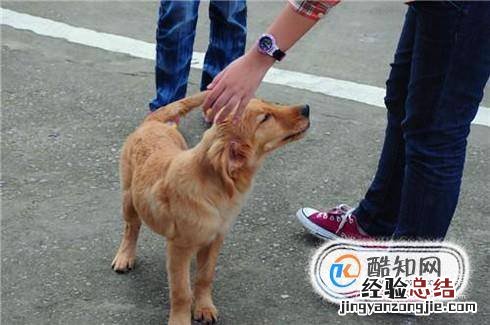 狗狗总是乱叫怎么办