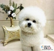 比熊犬吃什么