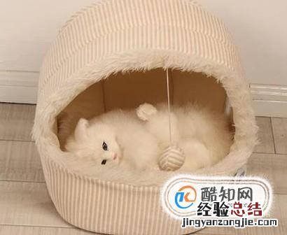 小猫老爱睡在床上怎么办