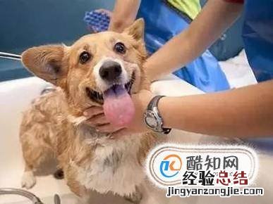 怎么给狗狗洗澡狗狗洗澡的最佳时间段