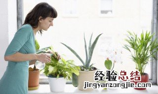 春节应该摆什么花 春节摆什么花寓意添