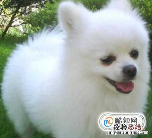 狗狗的寿命有多长