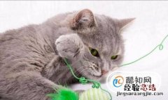 如何吸引猫咪野猫的注意