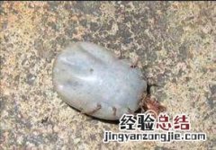 狗被蜱虫咬了怎么办