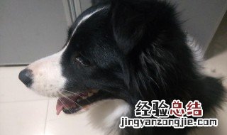 宠物狗撒尿拉屎怎么办 宠物狗拉屎撒尿怎么解决