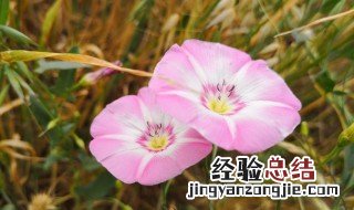 打碗花的养殖方法和技巧图片 打碗花的养殖方法和技巧