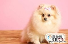 女生为什么不能养博美犬