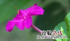 紫茉莉在几点开放 紫茉莉在几点开放几点闭合