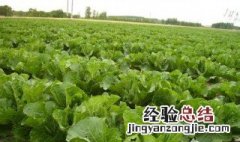 3月份露地种什么蔬菜 3月份露地种什么蔬菜好