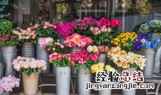 郁金香怎么养开花美种植方法有哪些 郁金香花怎样养