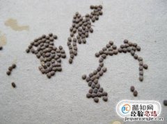 蚕破茧而出后怎么办