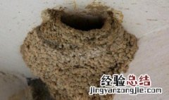 燕子窝为什么不能捅 燕子窝不能捅的原因