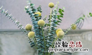 尤加利怎么做干花 怎么做尤加利干花