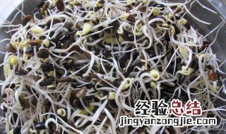 生黑豆芽简易新方法 生黑豆芽最详细的方法