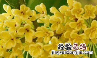 桂花代表什么生肖 桂花代表什么生肖数字