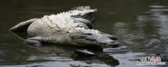 咸水鳄生活在海里吗 咸水鳄能在淡水里生活吗