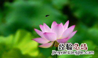 荷花寓意 荷花介绍