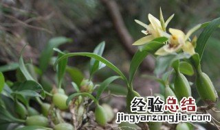 铁皮石斛花怎么存放 铁皮石斛花存放方法