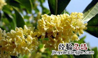 鲜桂花怎么存放 鲜桂花怎么保存