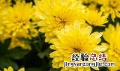 重阳节人们喜欢干什么 重阳节人们喜欢做什么