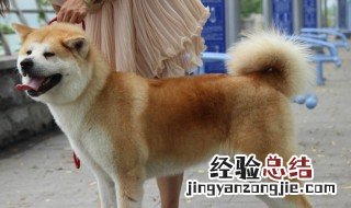 秋田犬好养吗? 秋田犬好养吗