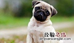 巴哥犬好养吗,优缺点? 巴哥犬好养吗