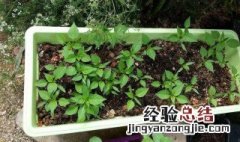 种菜用什么肥料最好 种菜用什么肥料比较好